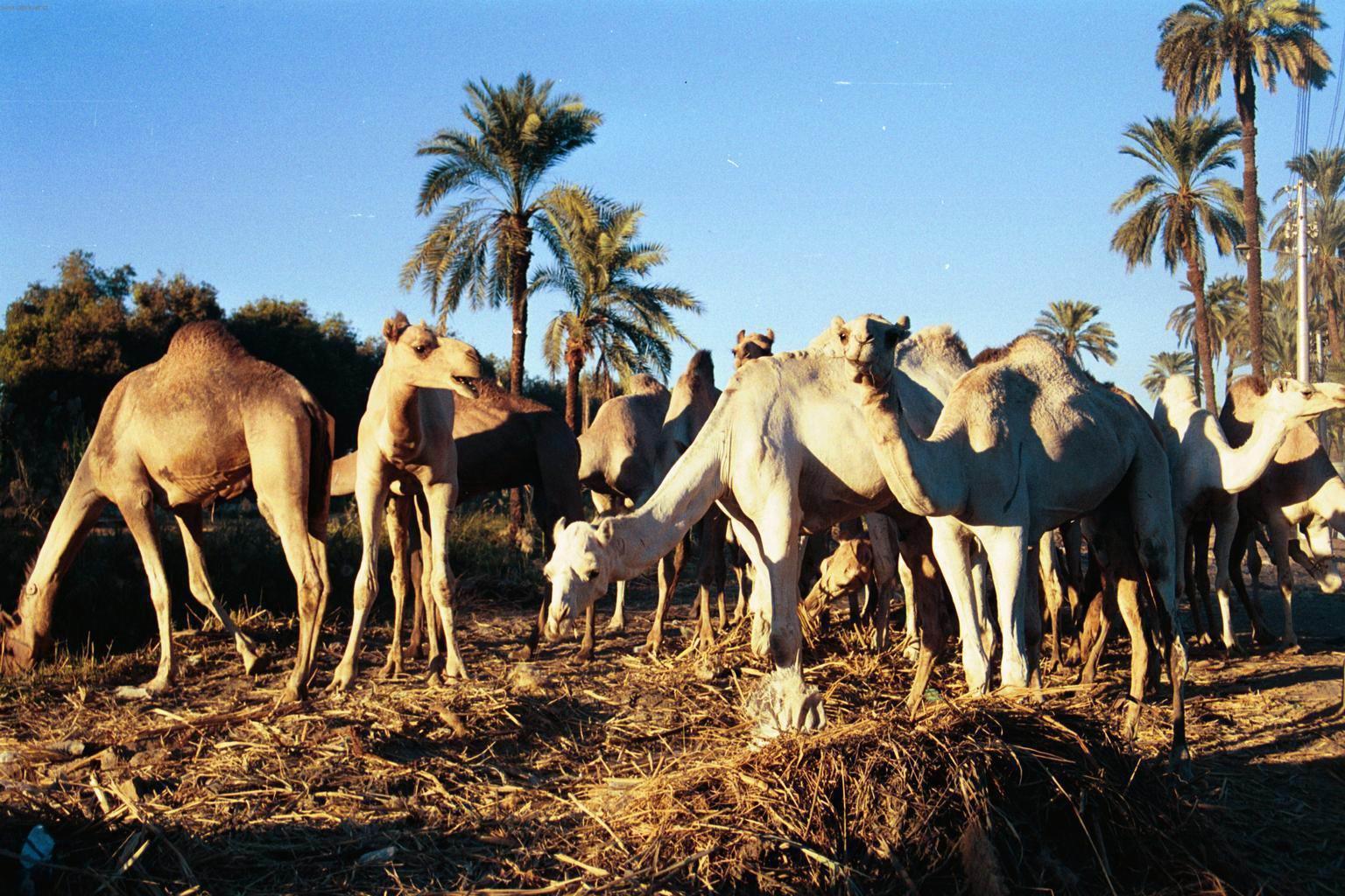 Foto: Egypt-Velbloudi (Autor: Peter.G.)