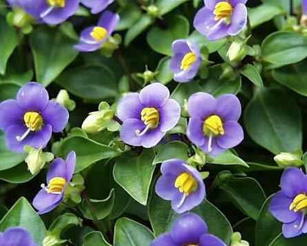 Fotky: Exakum, ho�kolist (foto, obrazky)