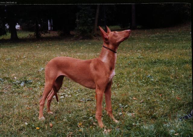 Foto: Fara�nsk� pes-Cassiopea Spirit of Millenium. Majitelka: Ad�la Pechancov� (Pharaohhound@volny.cz)