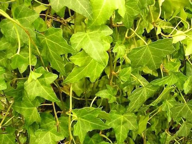 Foto: Fatshedera, Prodarvec b�e�anov�