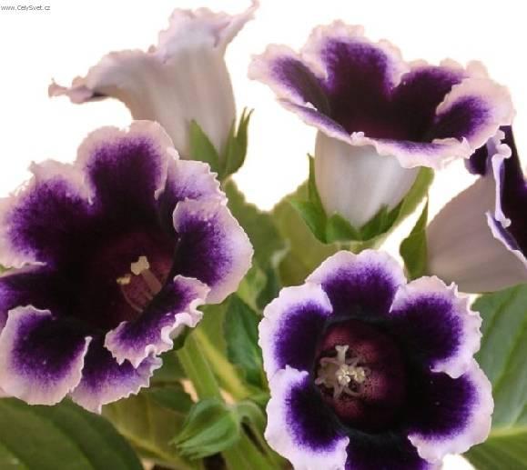 Foto: Glox�nie