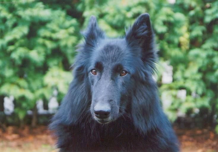 Foto: Belgick� ov��k - Groenendael