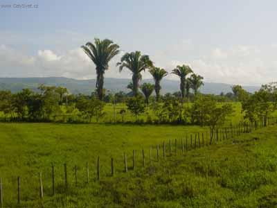 Foto: Guatemala-Palmy