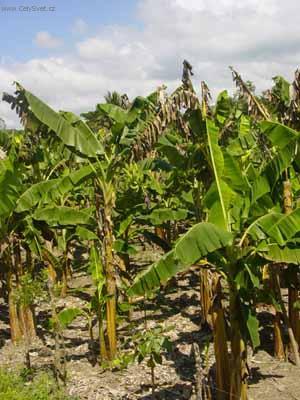 Foto: Guatemala-Ban�nov� plant�