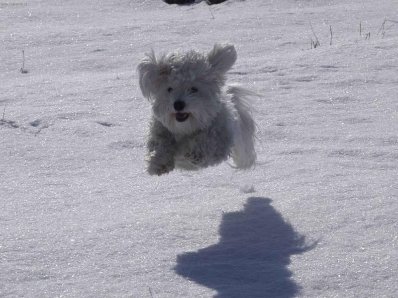 Foto: Havansk� ps�k, Havansk� bi�onek-Chovatel: Petr Va�ko