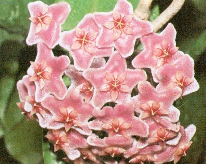 Foto: Hoja, voskovka