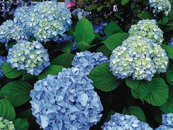 Foto: Hortenzie velkolist�