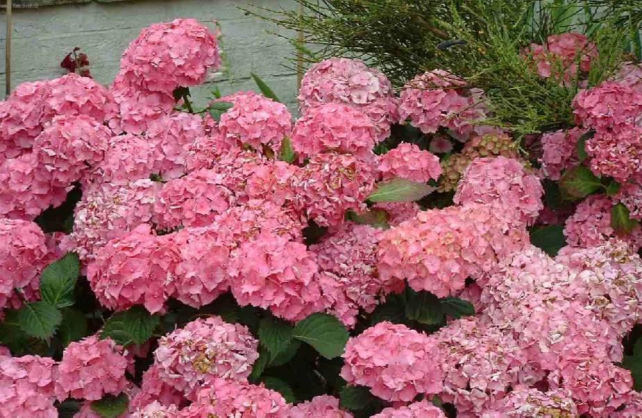 Fotky: Hortenzie velkolist� (foto, obrazky)