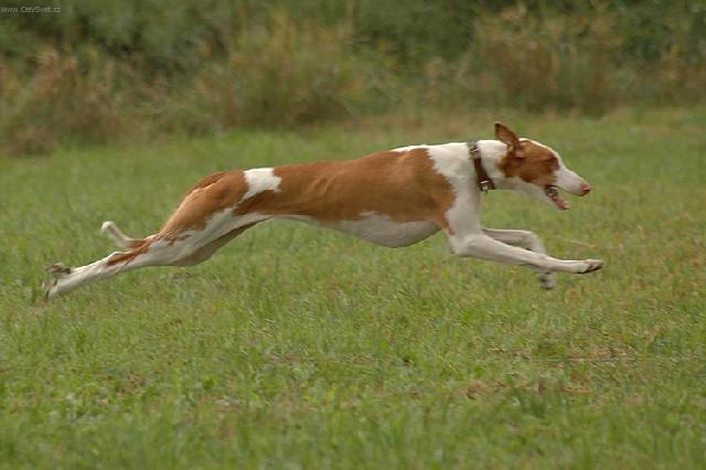 Fotky: Ibizsk� podenco (foto, obrazky)