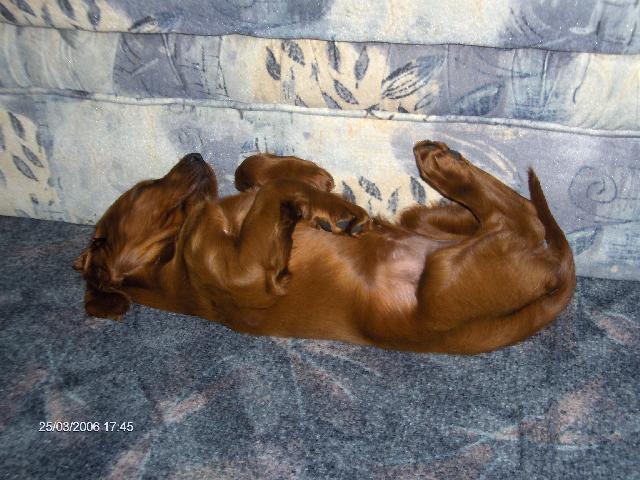 Foto: Irsk� setr-Nora z N�t�ic. Maitel: rmrazova@seznam.cz