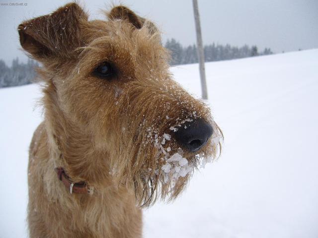 Foto: Irsk� terier-Bady Darleton. Majitel: Martin �erm�k
