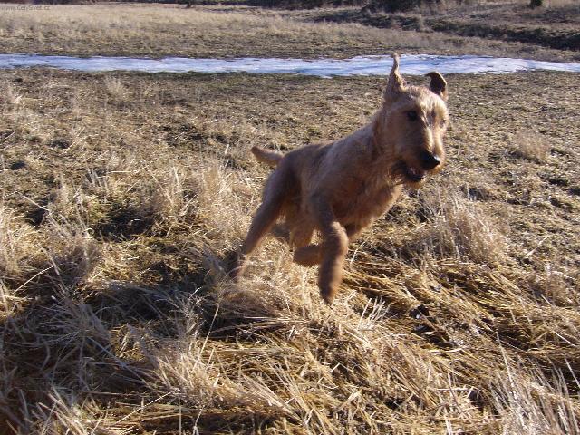 Foto: Irsk� terier-Bady Darleton. Majitel: Martin �erm�k