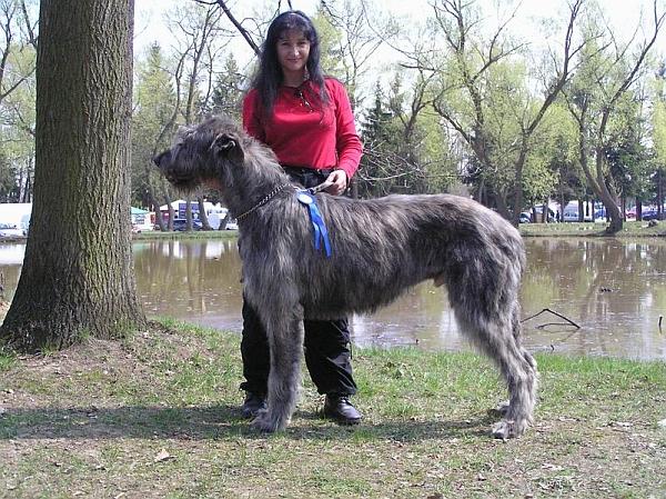 Foto: Irsk� vlkodav-CHS: AARKAS-EDEN