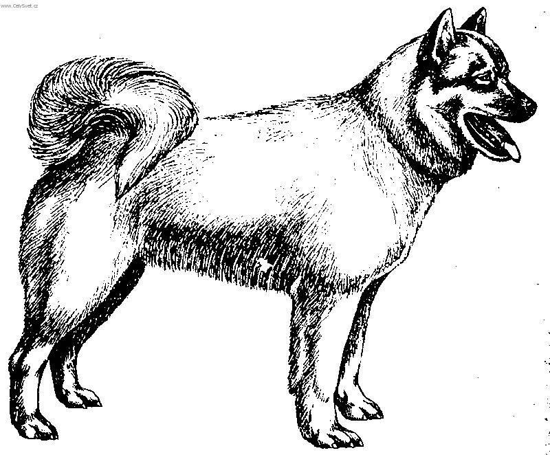 Fotky: Islandsk� pes (foto, obrazky)