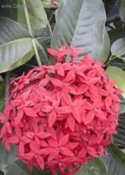 Fotky: Ixora �arlatov� (foto, obrazky)