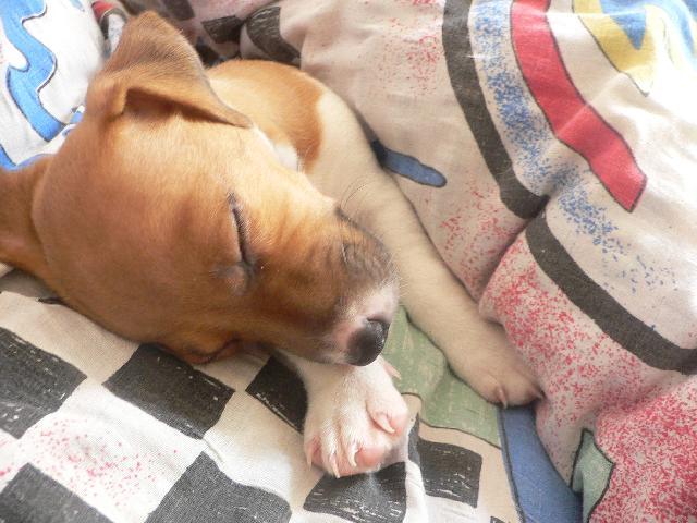 Fotky: Jack Russel�v Teri�r (foto, obrazky)