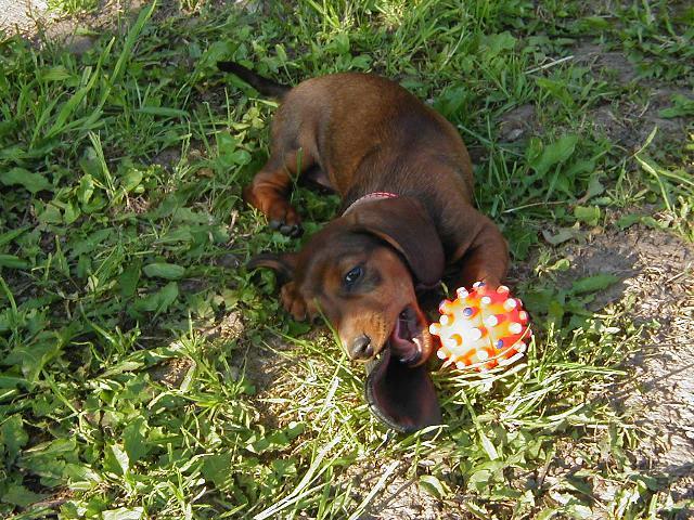 Foto: Jezev��k-Na�e �apka. Majitel: Honza (vrana.jcu@gmail.com)