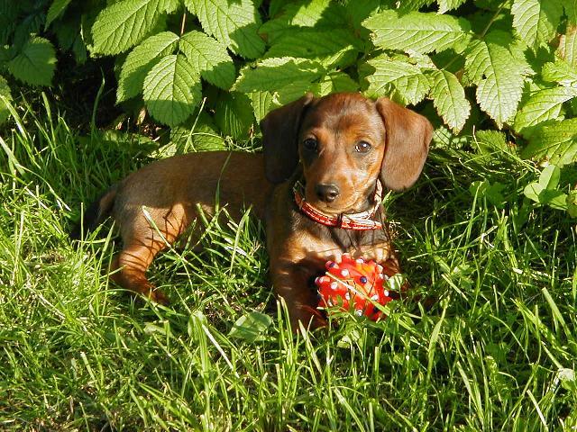 Foto: Jezev��k-Na�e �apka. Majitel: Honza (vrana.jcu@gmail.com)