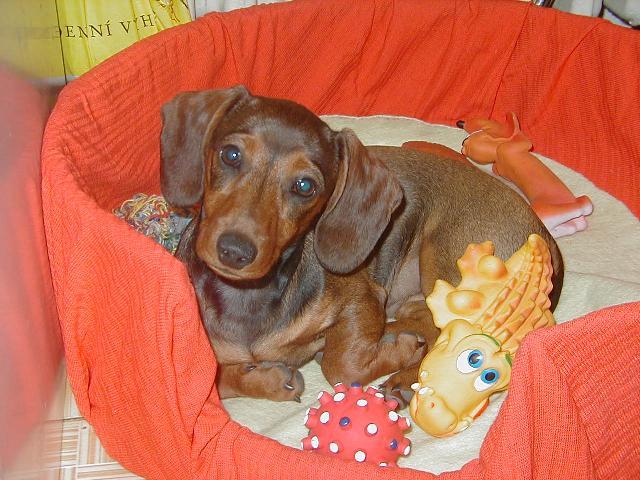 Foto: Jezev��k-Na�e �apka. Majitel: Honza (vrana.jcu@gmail.com)