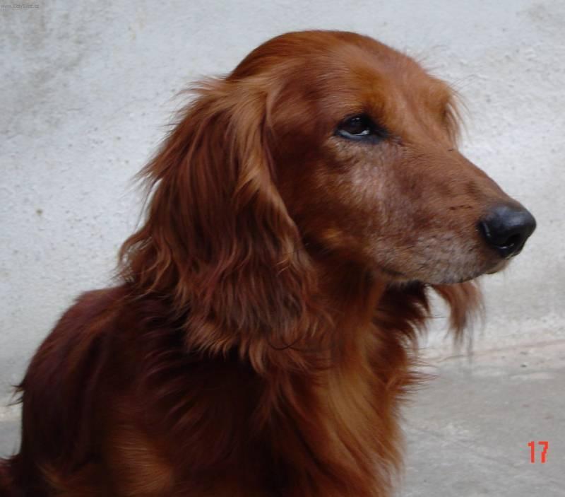 Foto: Jezev��k-Majitelka: Mayda
