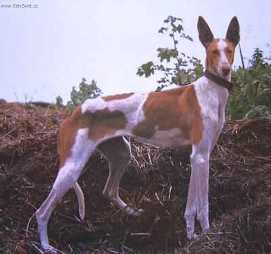 Foto: Kan�rsk� podenco