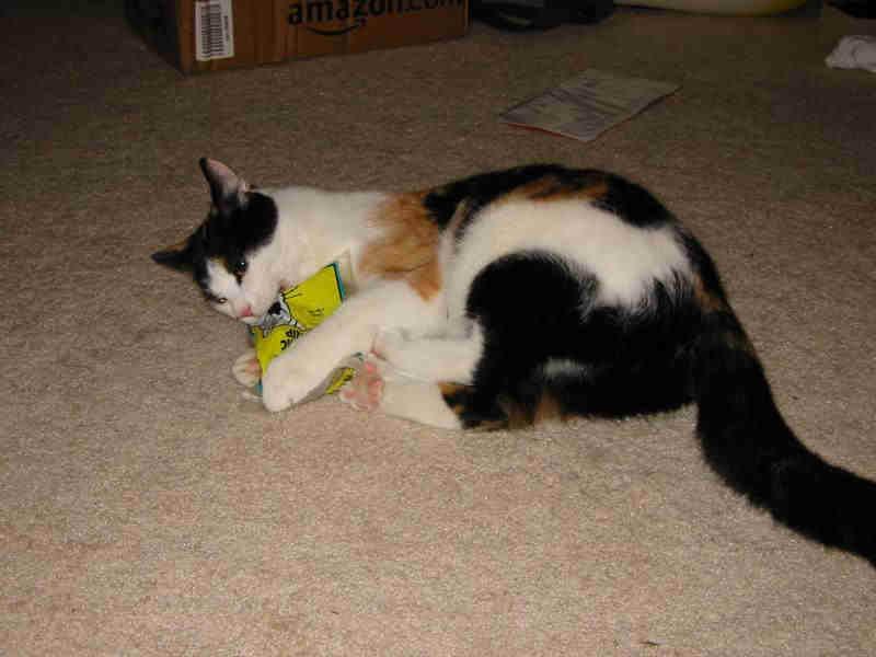 Fotky: Kastrace - ano �i ne? (foto, obrazky)