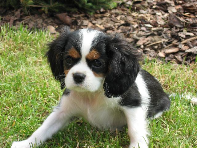 Fotky: Kaval�r King Charles �pan�l (foto, obrazky)