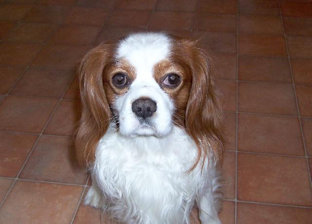 Fotky: Kaval�r King Charles �pan�l (foto, obrazky)