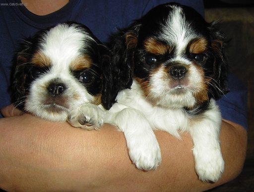 Foto: Kaval�r King Charles �pan�l-Chovatelsk� stanice: KARAJ