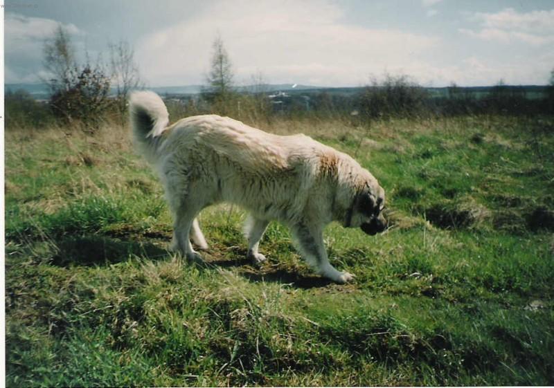 Fotky: Kavkazsk� pasteveck� pes (foto, obrazky)
