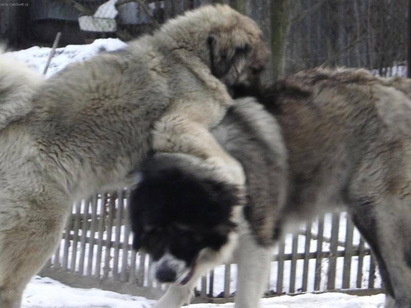 Foto: Kavkazsk� pasteveck� pes-Pes-BRED Zlat� stud�nka narozen 16.10.2003-vlkol�ed�-tmav� maska, fenka : CINDY Pet.mir-narozena 23.9.2004 vlko�ed�