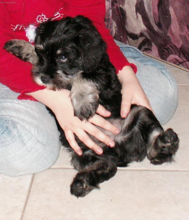 Foto: Kn�ra� mal�-Kn�ra�i - mazl��ci (mskarda@tiscali.cz)