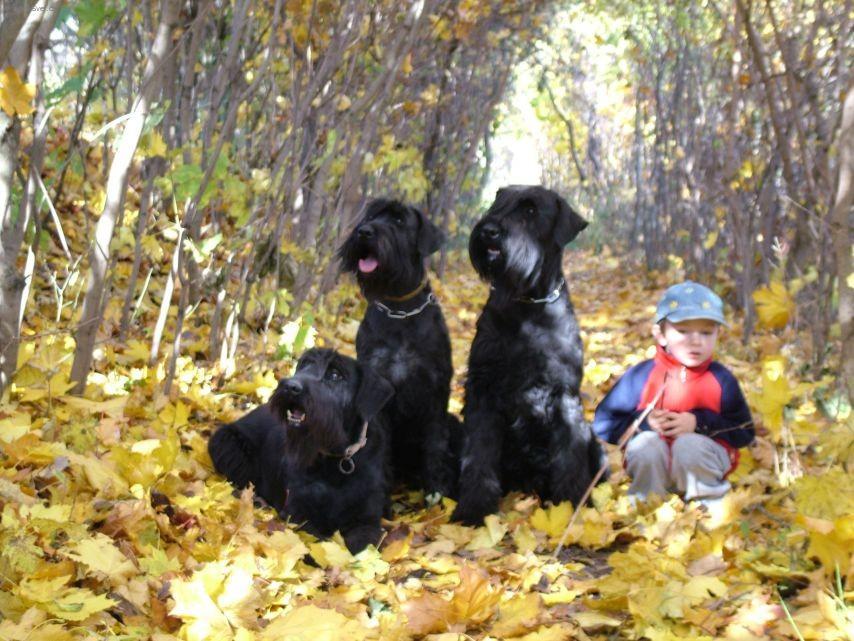 Foto: Kn�ra� velk�-Chov.st Slune�n� paprsek (lenka.frankova@tiscali.cz)