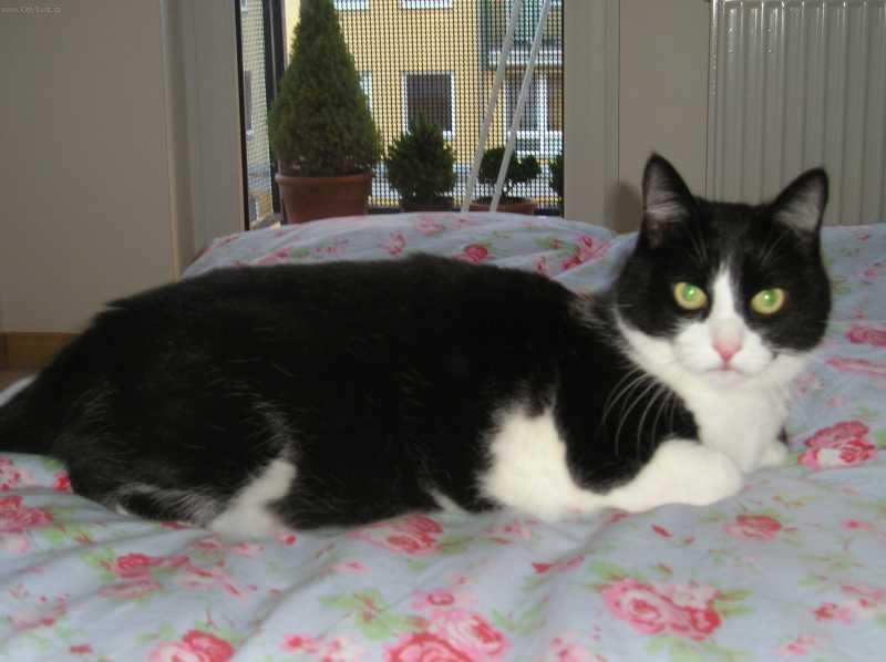 Fotky: Ko�ka dom�c� (foto, obrazky)