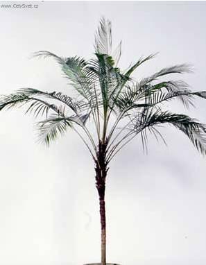 Fotky: Kokosovec Weddel�v (foto, obrazky)