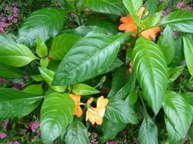 Foto: Krosandra, t�epenitka