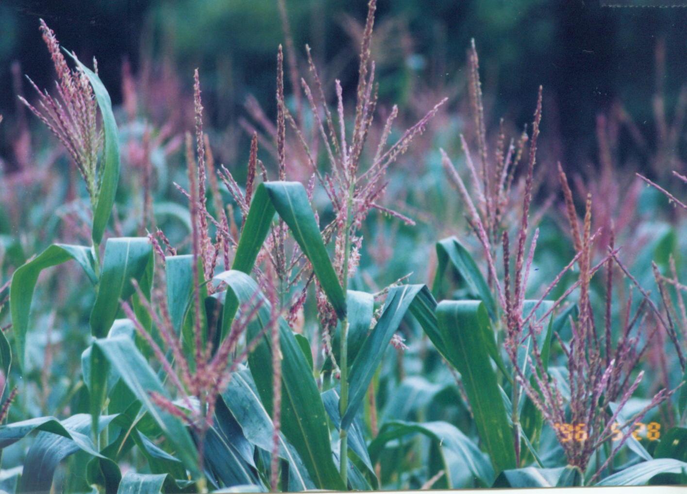 Foto: Kuku�ice Set�