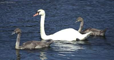 Fotky: Labut� ! (foto, obrazky)
