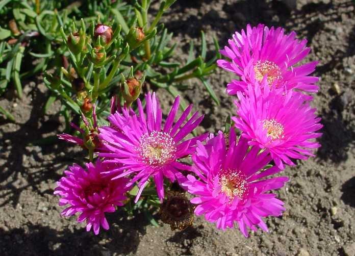 Foto: Lampranthus