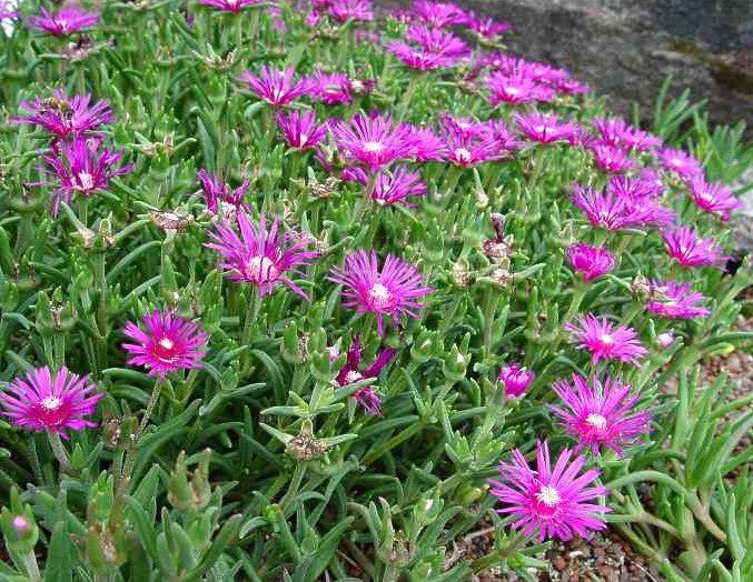 Foto: Lampranthus