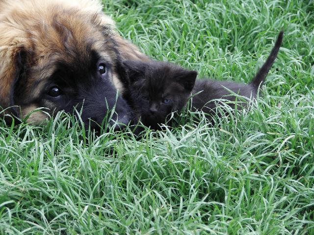 Foto: Leonberger-Galaxy Oss. Majitelka: Martina Mr�zov�