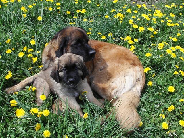 Foto: Leonberger-Galaxy Oss. Majitelka: Martina Mr�zov�