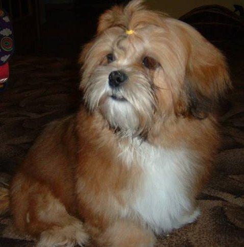Foto: Lhasa-Chovatelsk� stanice ps�: BRI-JACK