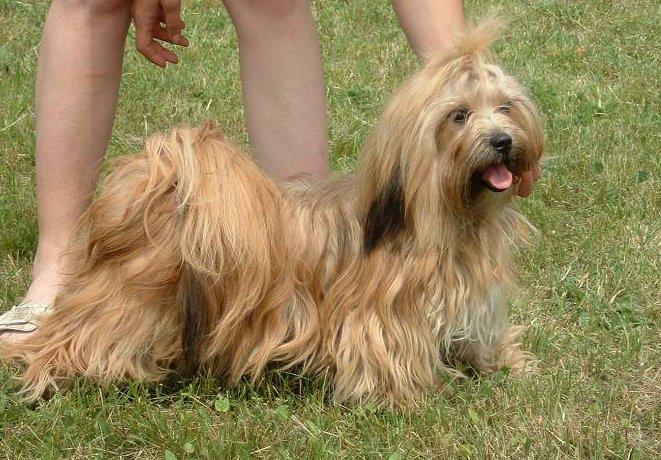Foto: Lhasa-Chovatelsk� stanice ps�: BRI-JACK
