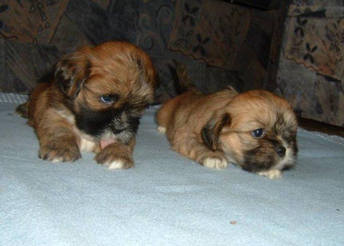 Foto: Lhasa-Chovatelsk� stanice ps�: BRI-JACK