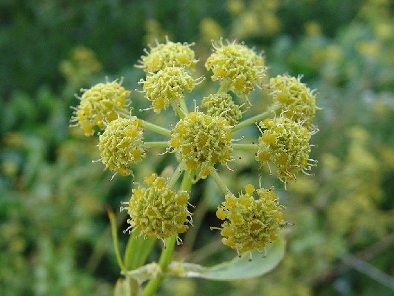 Foto: Libe�ek l�ka�sk�