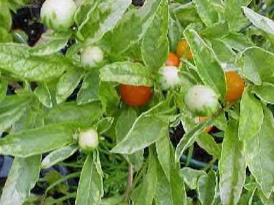 Foto: Lilek ozdobn�