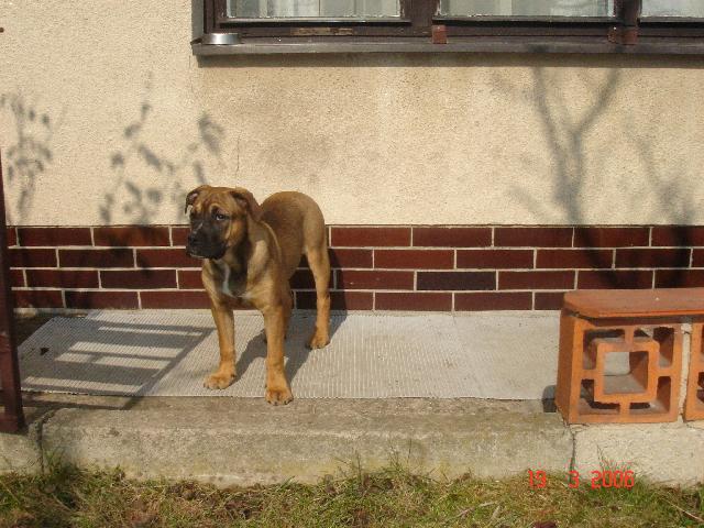 Foto: Malorsk� doga-Haky. Majitel: Ku�era