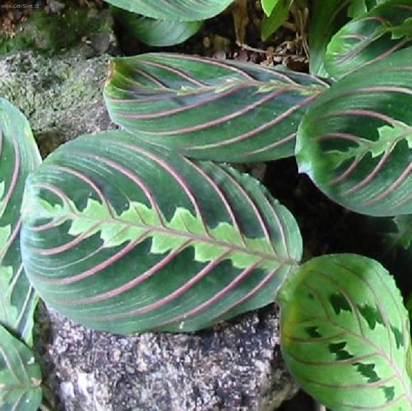 Foto: Maranta