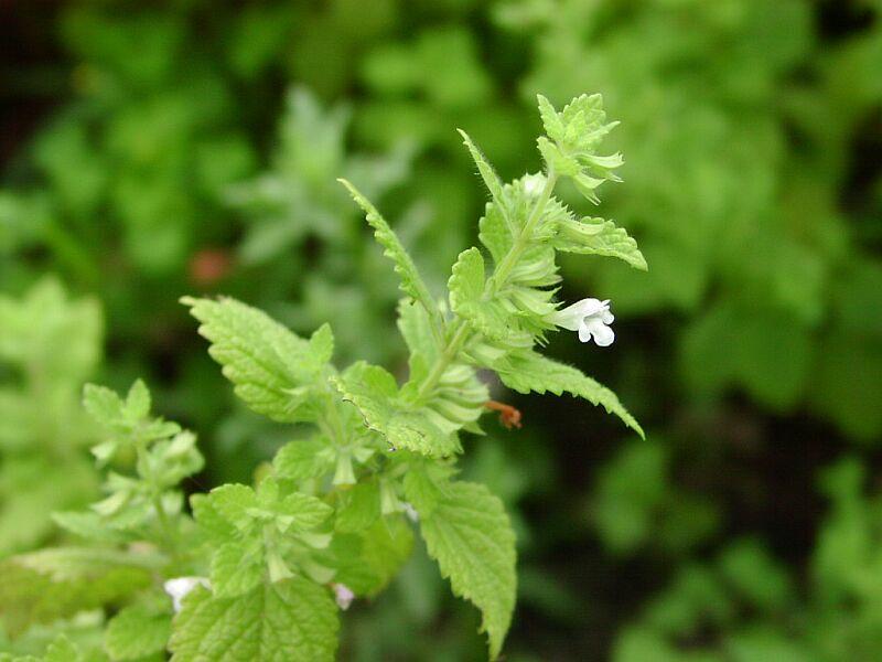 Foto: Medu�ka L�ka�sk�